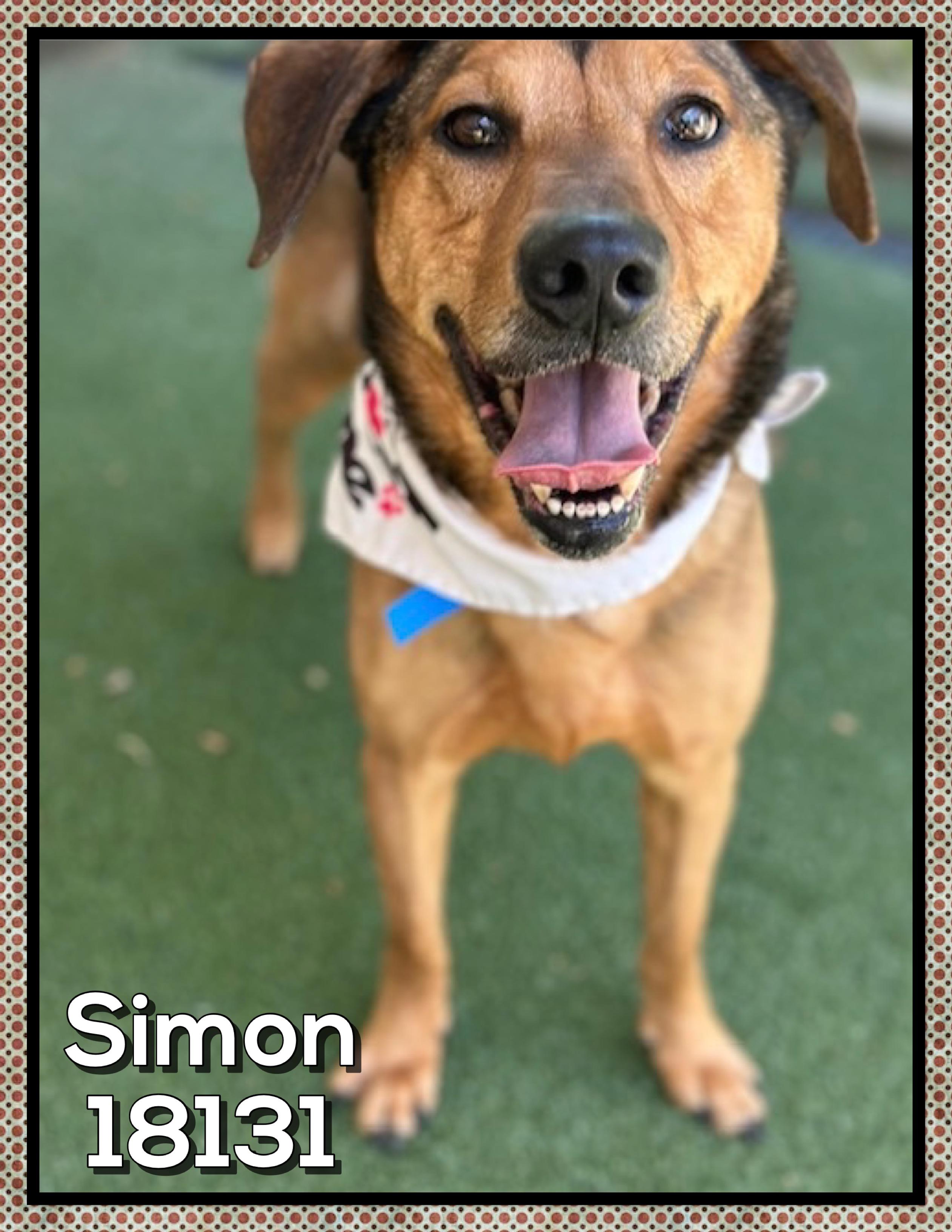 SIMON (also see GARFUNKEL), a ADOPTABLE mixed breed in Marietta, GA image 2/5