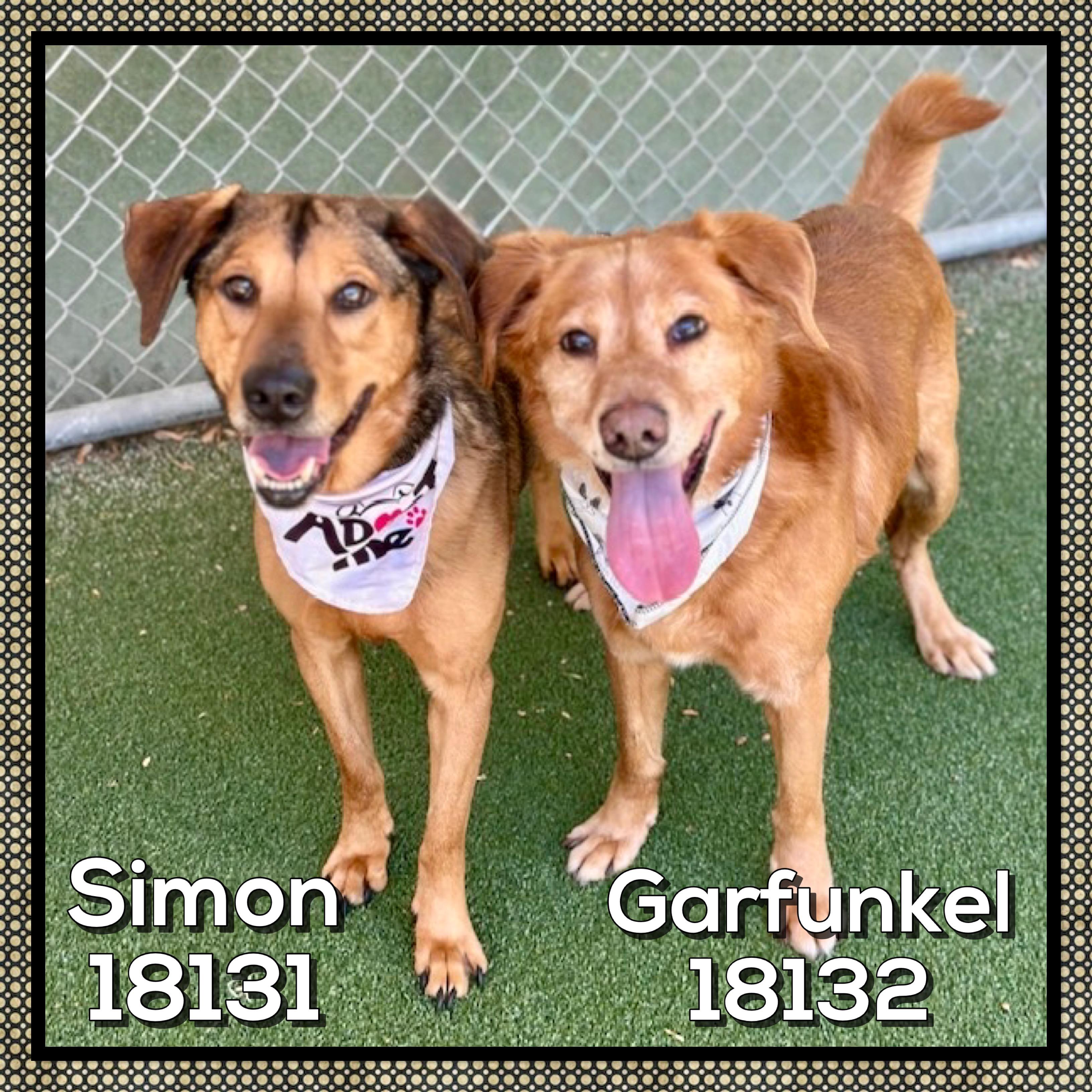 SIMON (also see GARFUNKEL), a ADOPTABLE mixed breed in Marietta, GA image 3/5