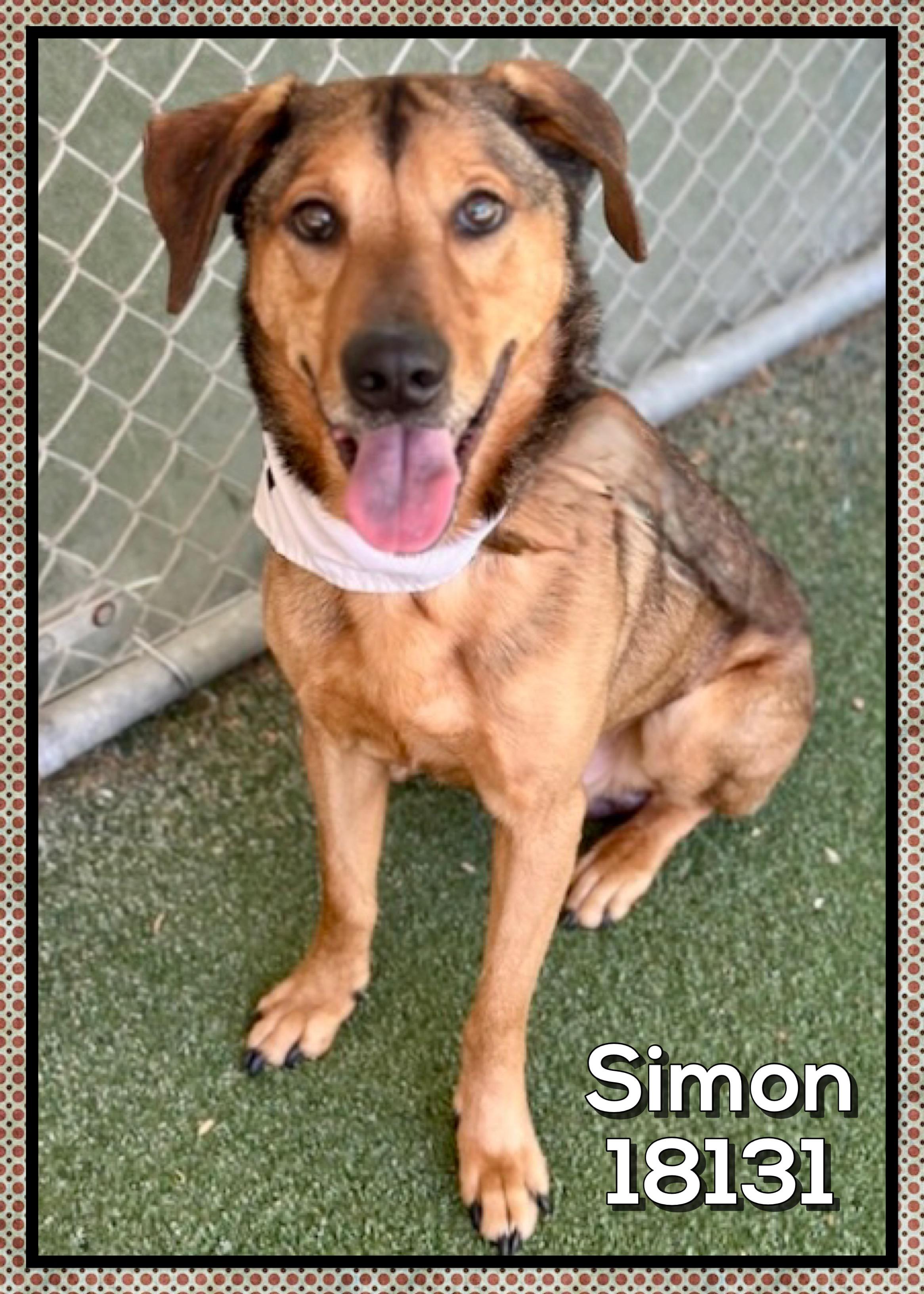 SIMON (also see GARFUNKEL), a ADOPTABLE mixed breed in Marietta, GA image 4/5