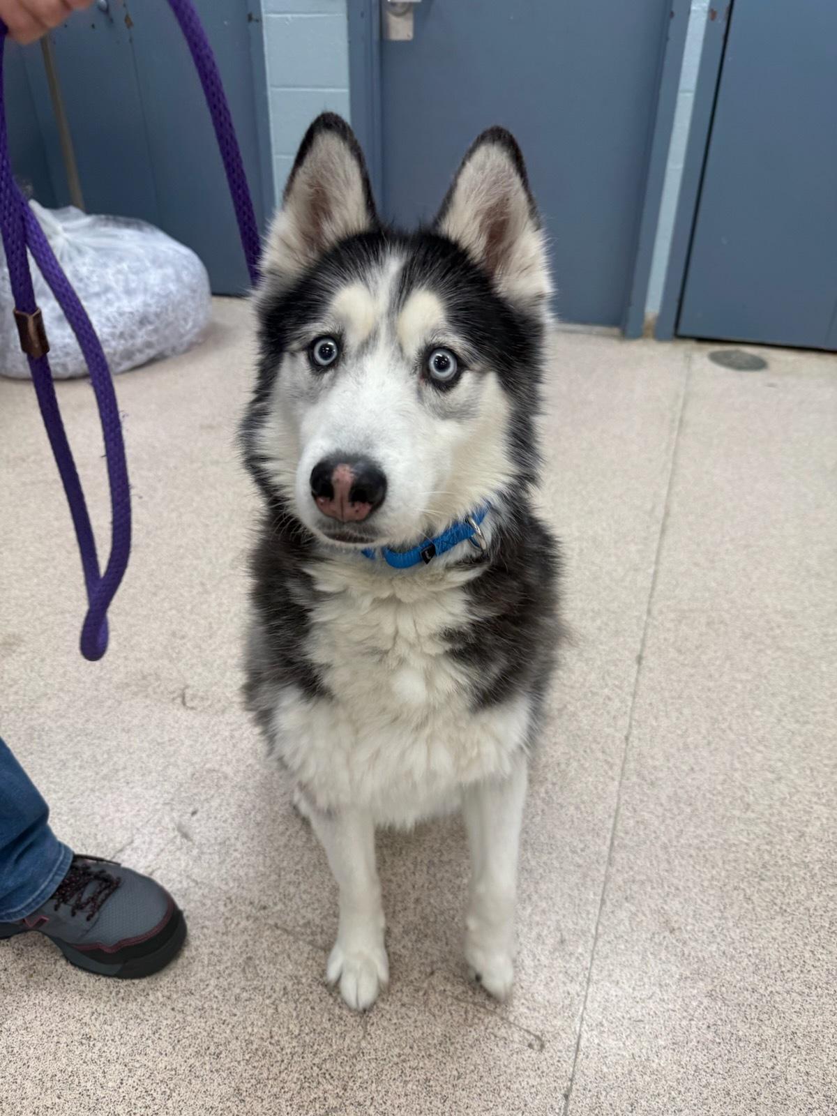 Enlarge Zeus, a ADOPTABLE Husky in Teterboro, NJ image 1/1