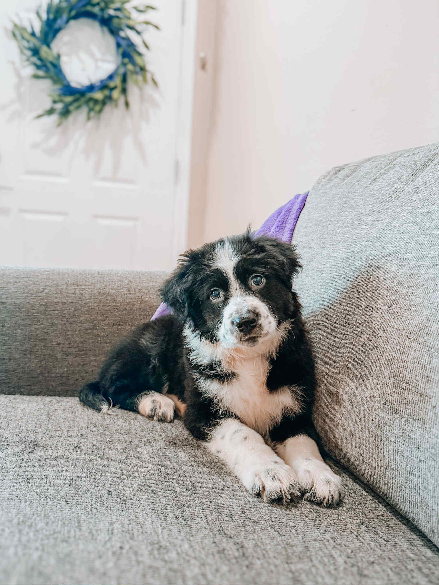 Harriett, Baby Female Border Collie