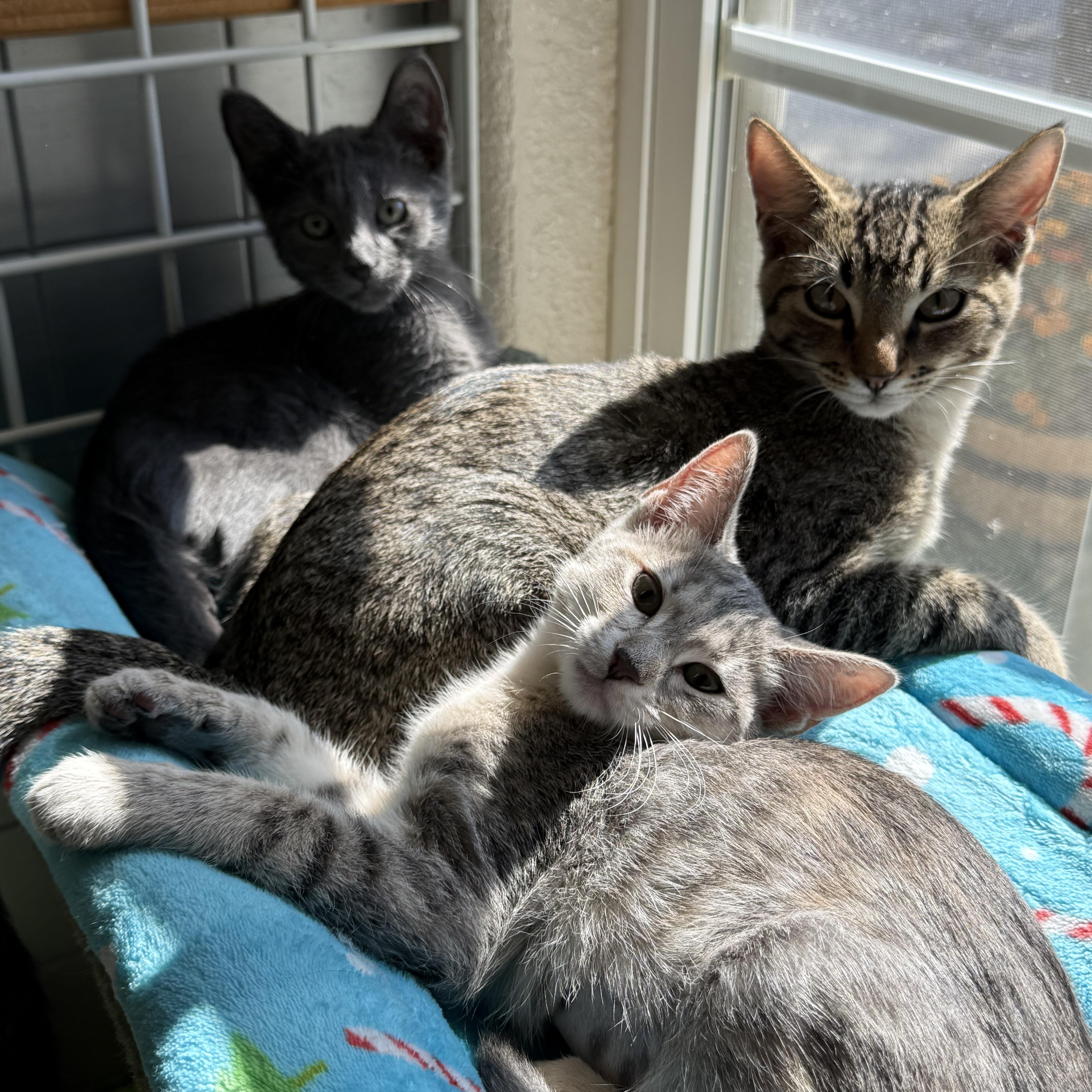 Kittens