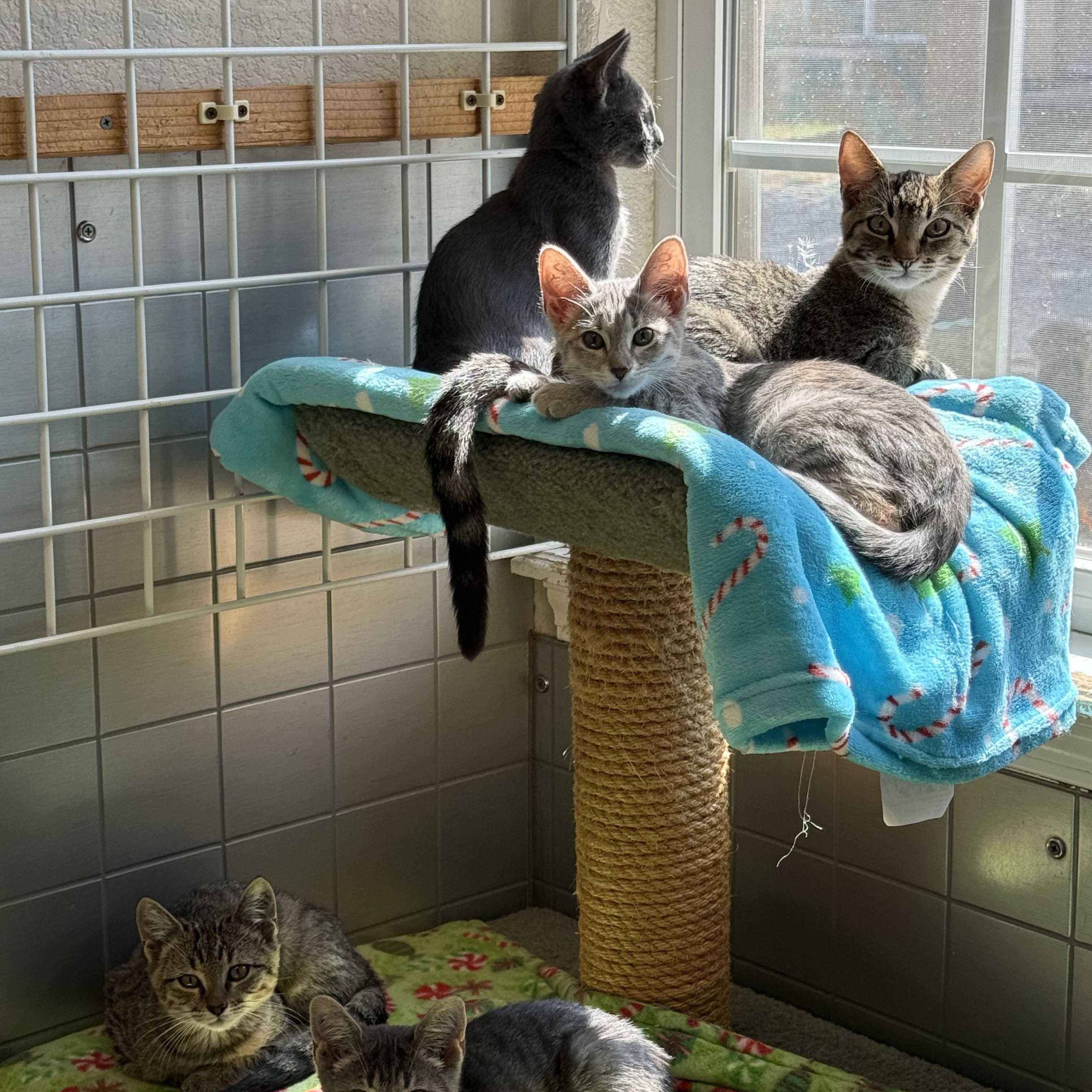 Kittens