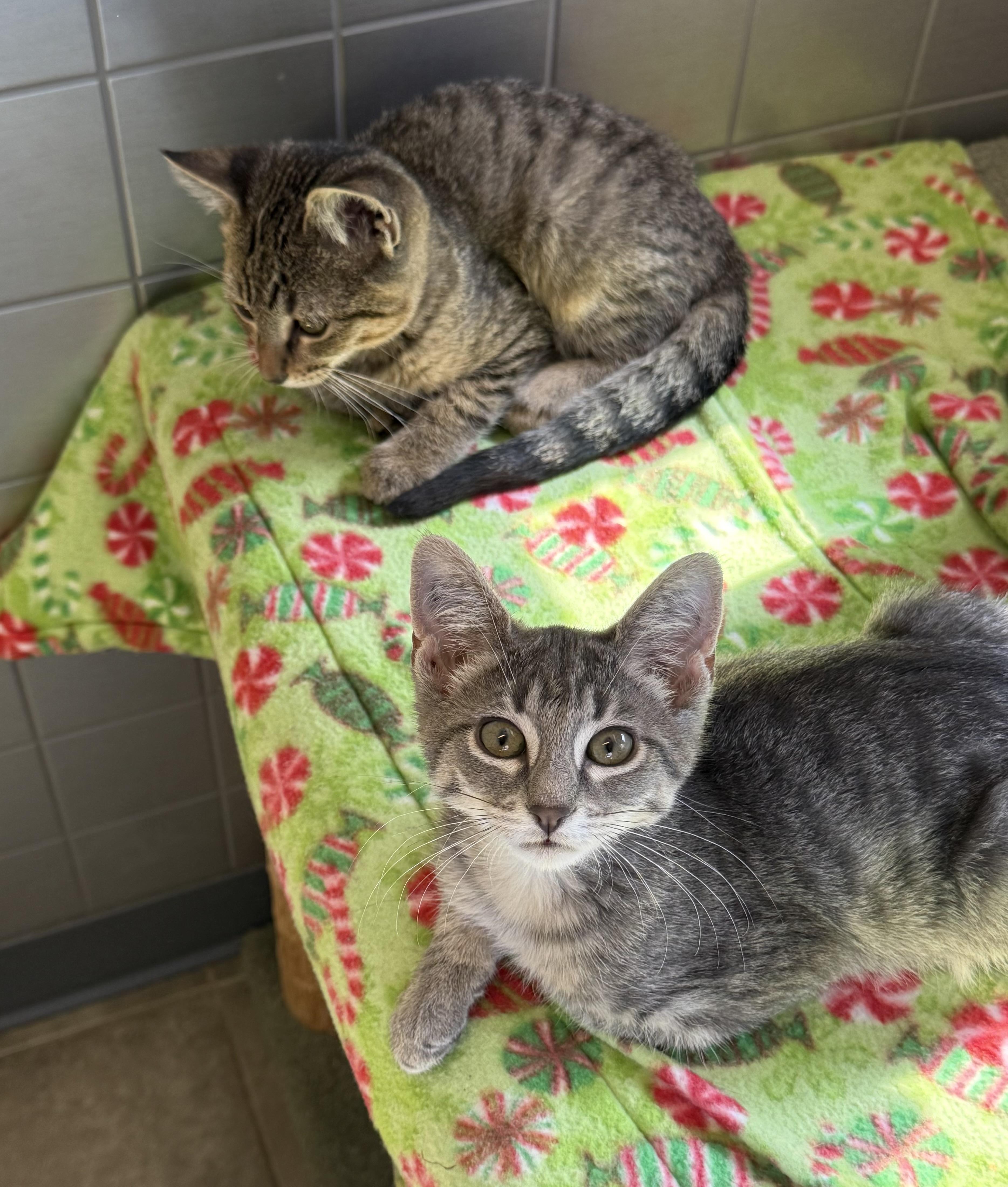 Kittens
