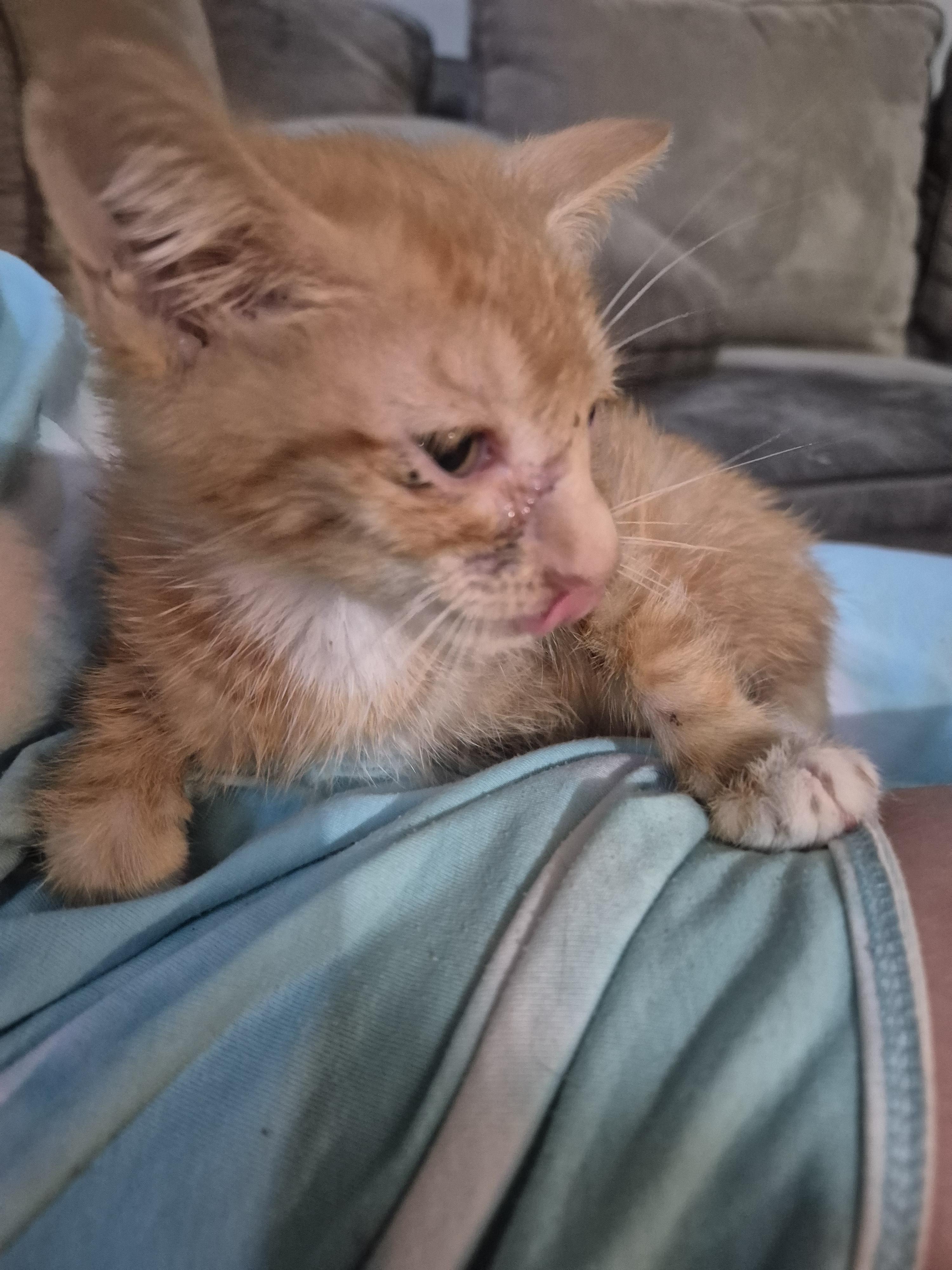 Chris, Adoptable, Kitten Male Domestic Short Hair.