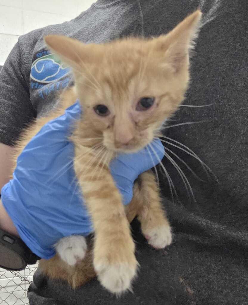 Enlarge Chris, a Adoptable Domestic Short Hair in Fruit Heights, UT image 2/3