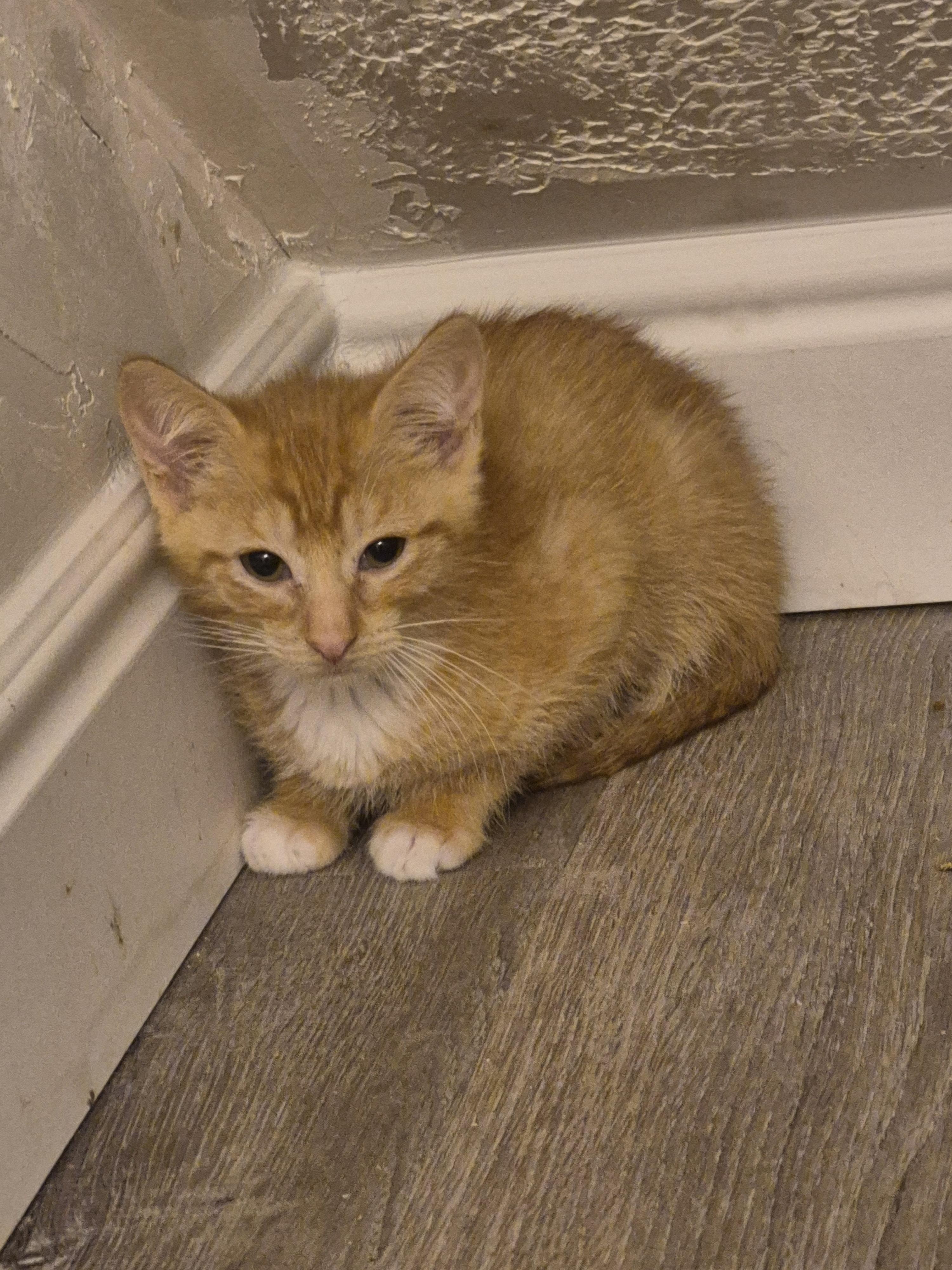 Enlarge Chris, a Adoptable Domestic Short Hair in Fruit Heights, UT image 3/3
