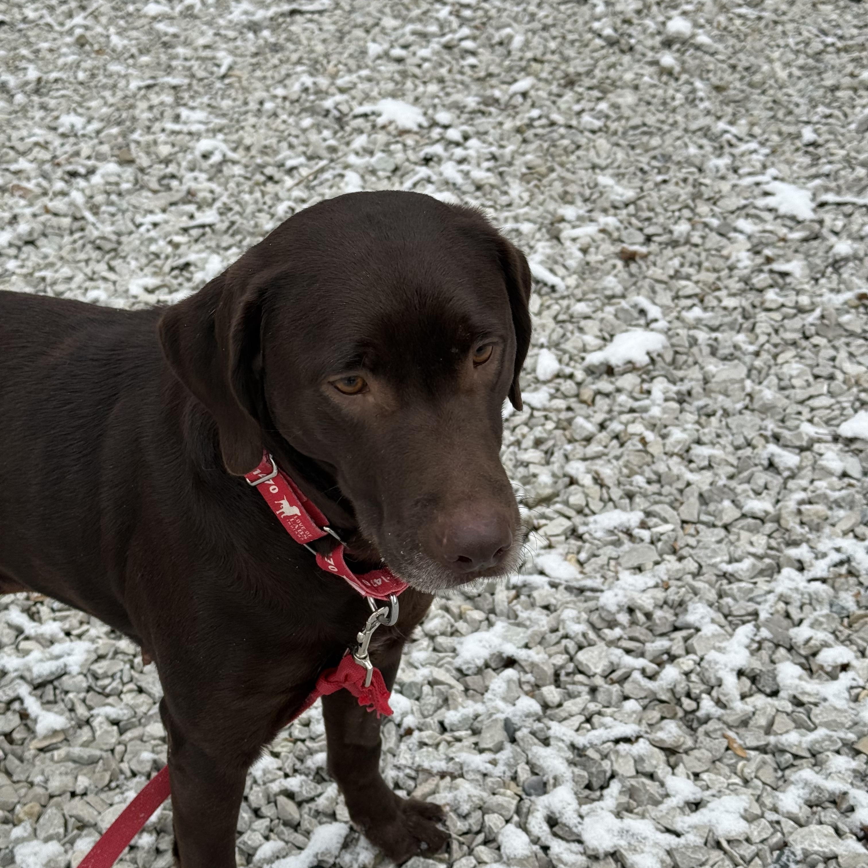 Enlarge Miss Brownie, a Adoptable Labrador Retriever in Indianapolis, IN image 6/6