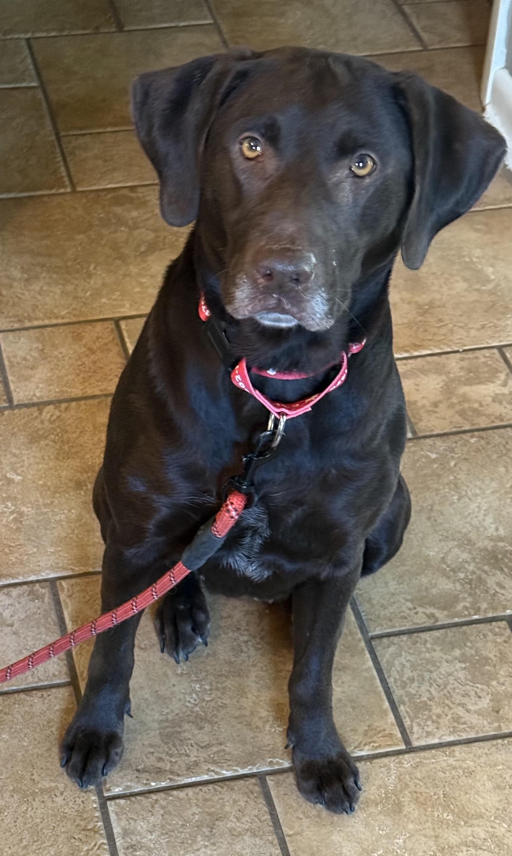 Enlarge Miss Brownie, a Adoptable Labrador Retriever in Indianapolis, IN image 4/6