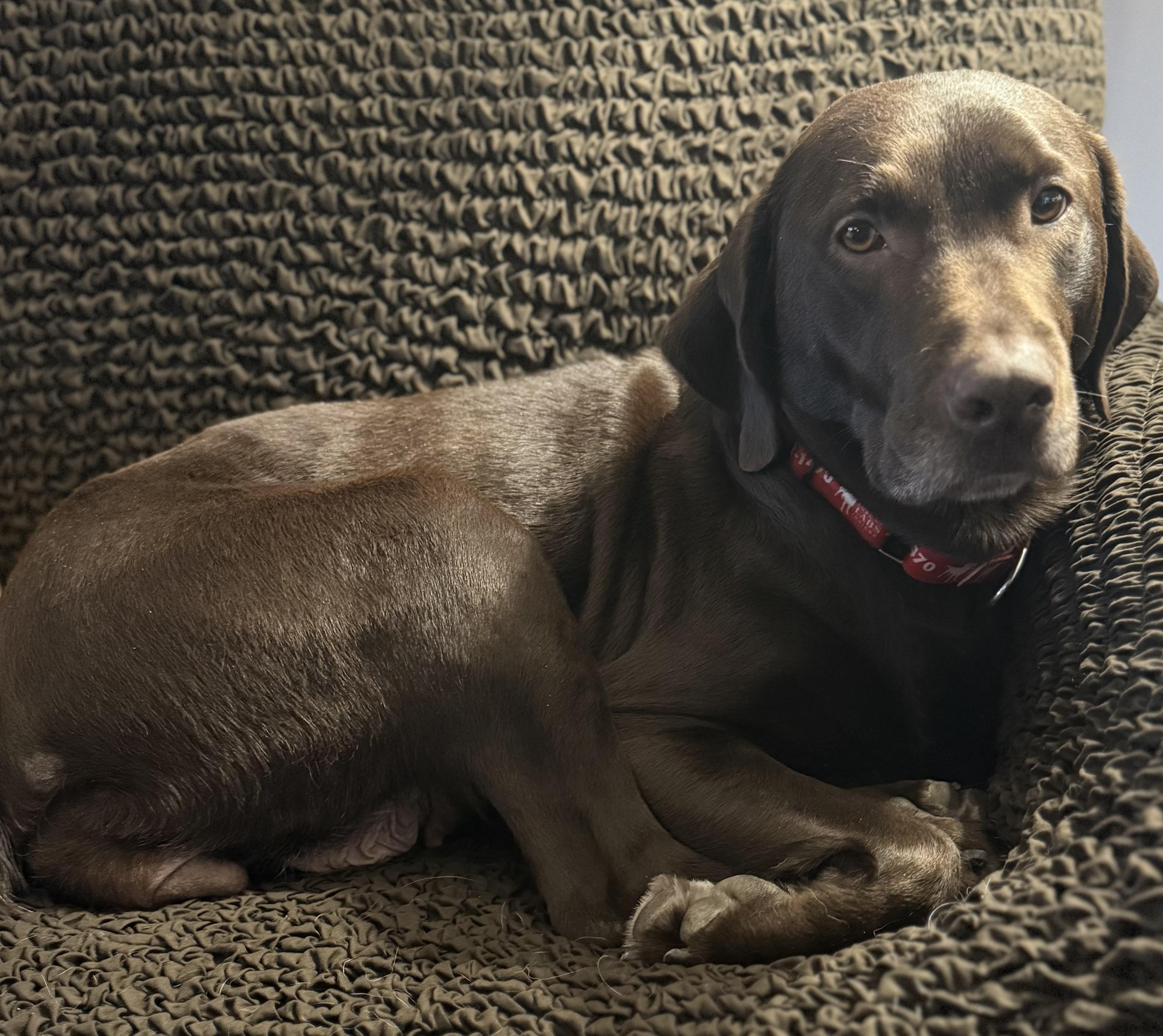 Enlarge Miss Brownie, a Adoptable Labrador Retriever in Indianapolis, IN image 5/6
