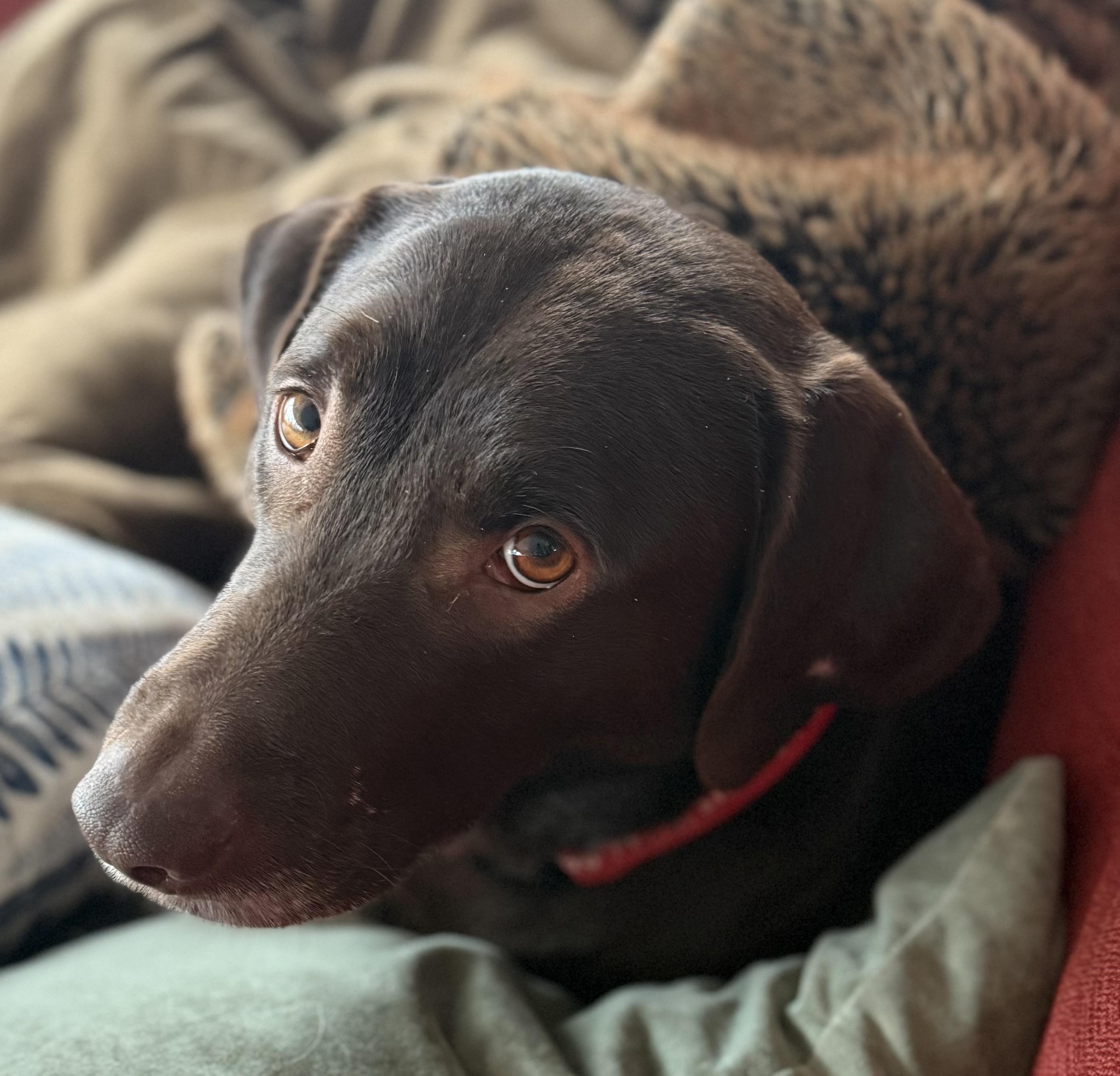 Enlarge Miss Brownie, a Adoptable Labrador Retriever in Indianapolis, IN image 1/6