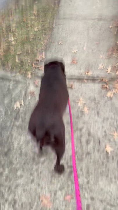 Enlarge Miss Brownie, a Adoptable Labrador Retriever in Indianapolis, IN video 2/6