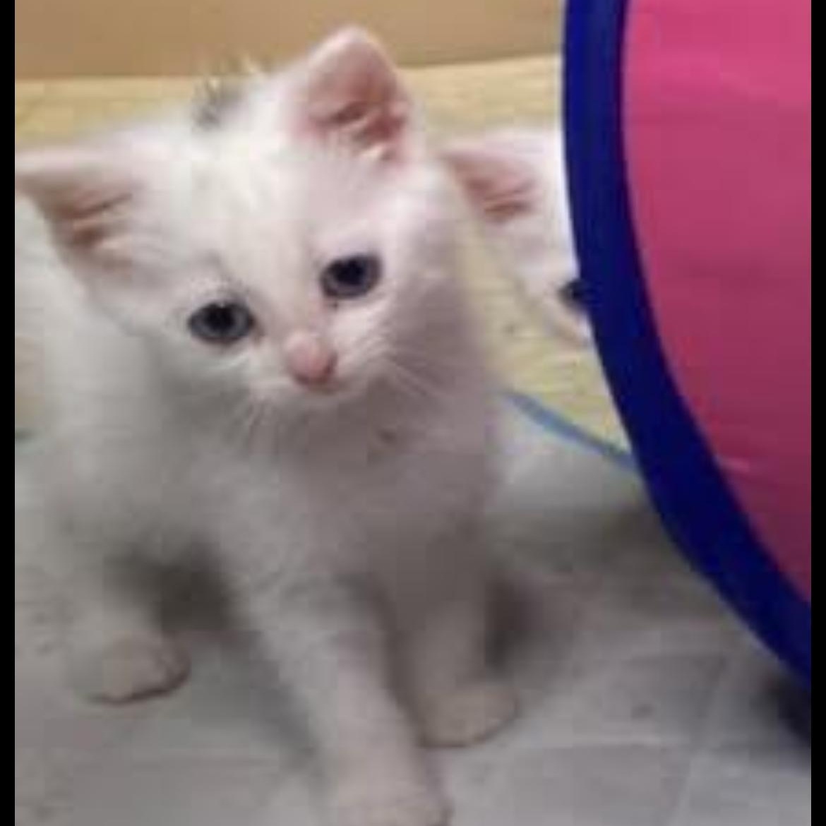 Cirrus, an adopted Domestic Short Hair in Brockport, NY image 3/5