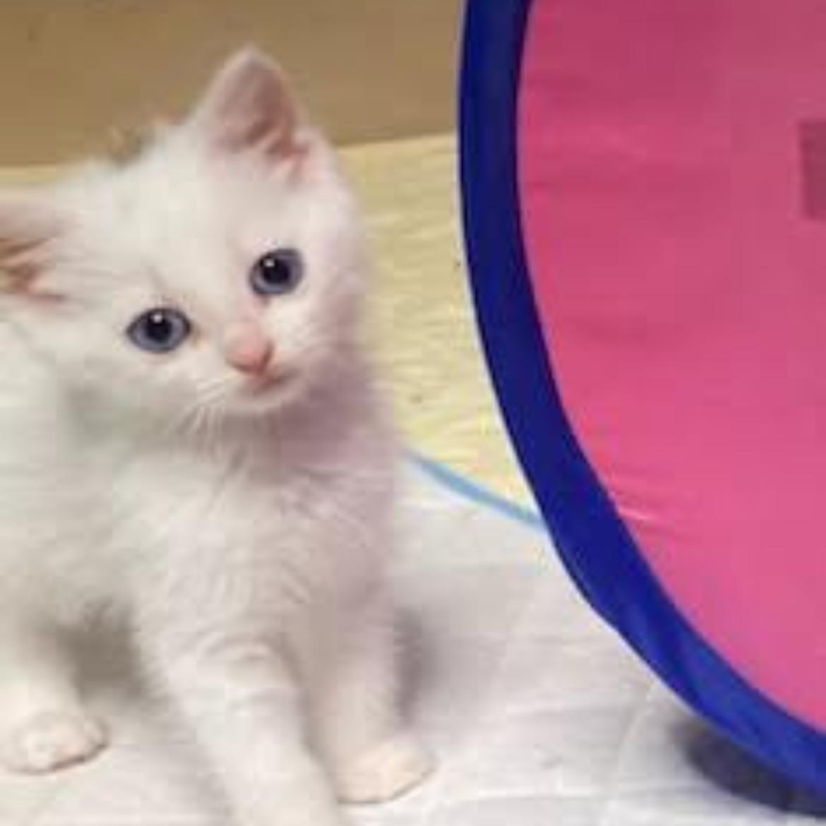 Cirrus, an adopted Domestic Short Hair in Brockport, NY image 5/5