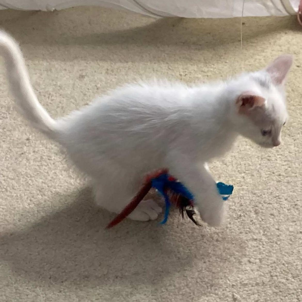 Cirrus, an adopted Domestic Short Hair in Brockport, NY image 2/5