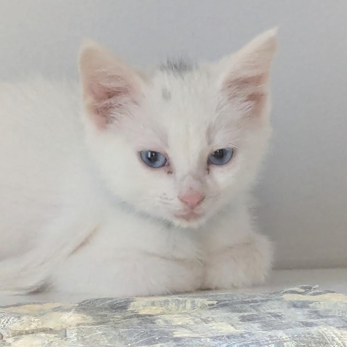 Cirrus, an adopted Domestic Short Hair in Brockport, NY image 1/5