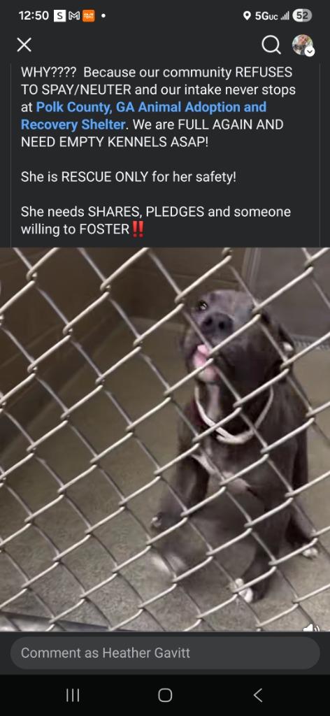 Enlarge Merida, a Adopted Pit Bull Terrier in Waynesville, GA image 1/5