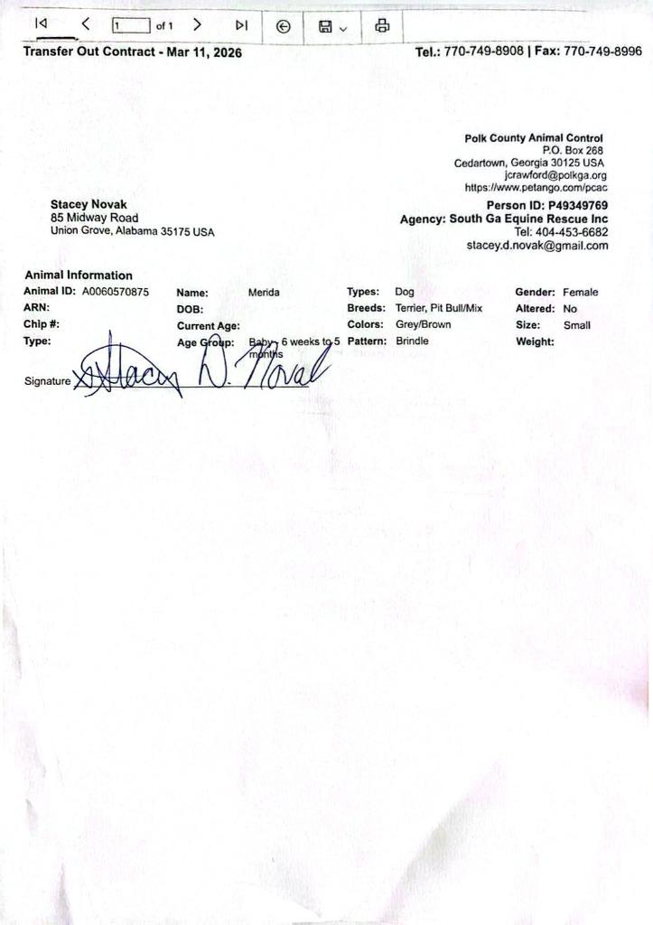 Enlarge Merida, a Adopted Pit Bull Terrier in Waynesville, GA image 2/5