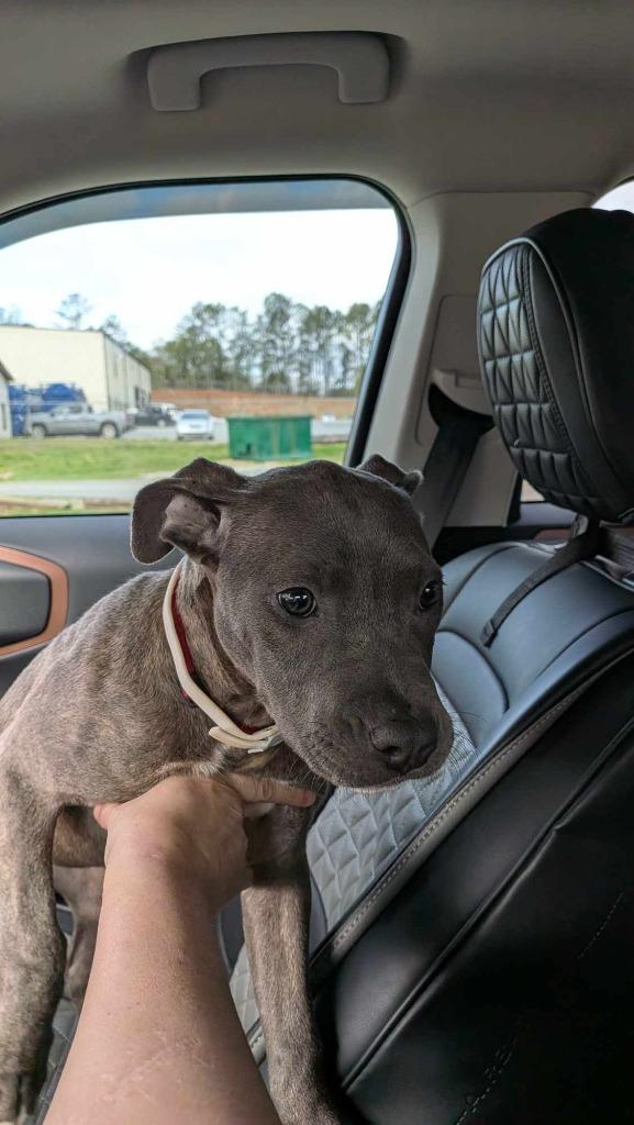 Enlarge Merida, a Adopted Pit Bull Terrier in Waynesville, GA image 3/5