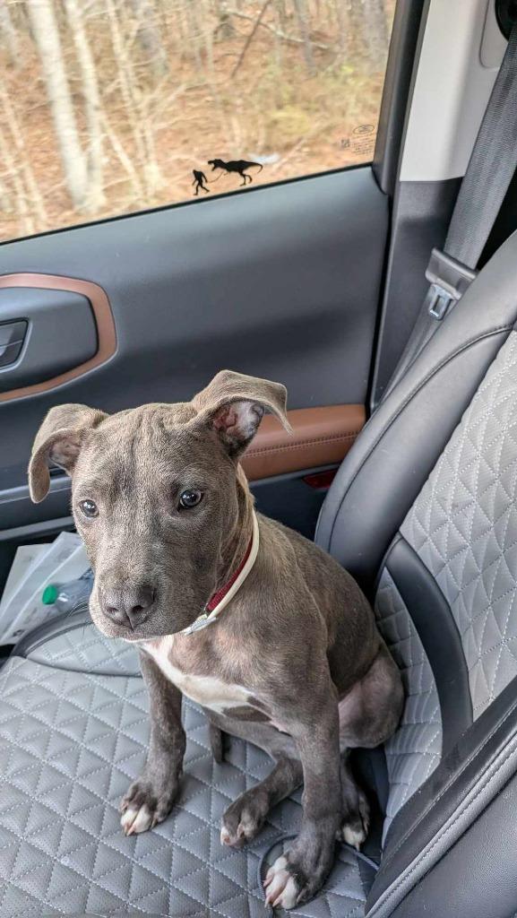 Enlarge Merida, a Adopted Pit Bull Terrier in Waynesville, GA image 4/5