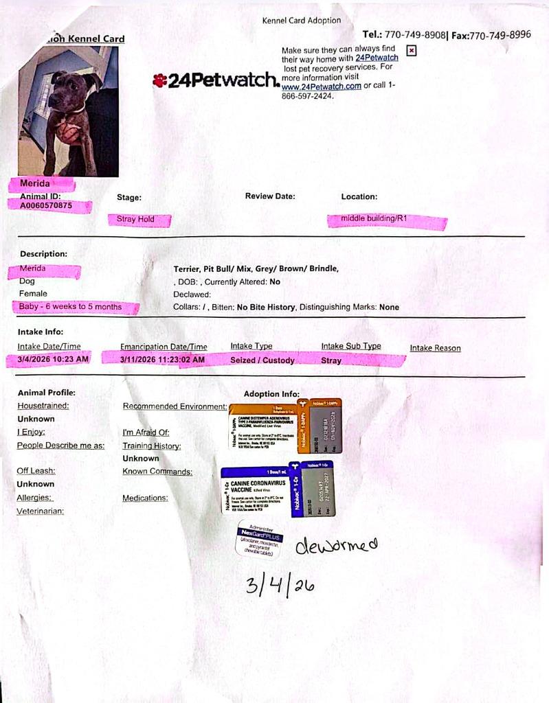 Enlarge Merida, a Adopted Pit Bull Terrier in Waynesville, GA image 5/5