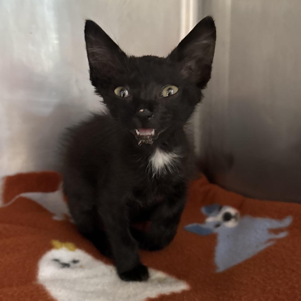 Beartooth, Adoptable, Kitten Female Domestic Short Hair.