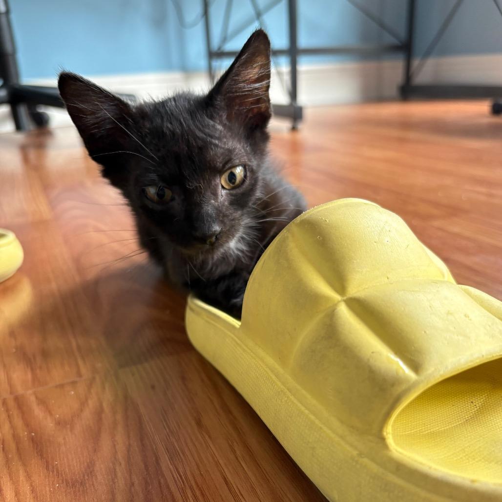 Enlarge Beartooth, a Adoptable Domestic Short Hair in Lauderhill, FL image 3/6