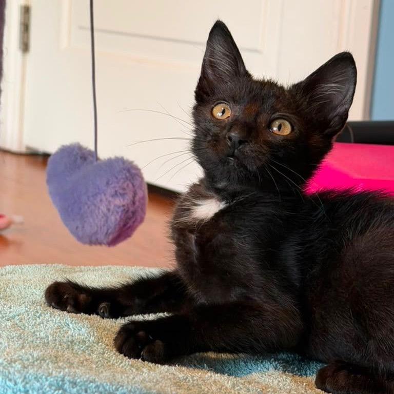 Enlarge Beartooth, a Adoptable Domestic Short Hair in Lauderhill, FL image 4/6