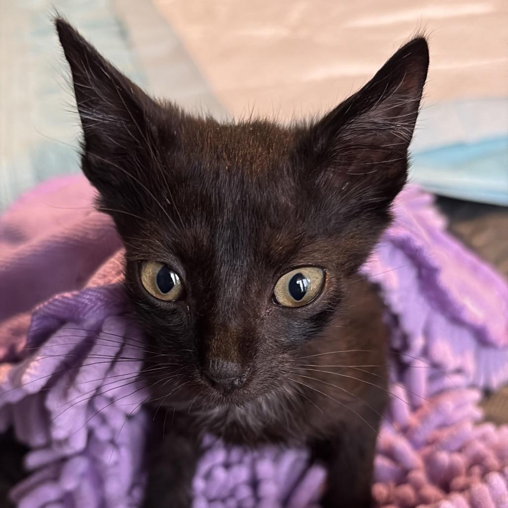 Enlarge Beartooth, a Adoptable Domestic Short Hair in Lauderhill, FL image 5/6