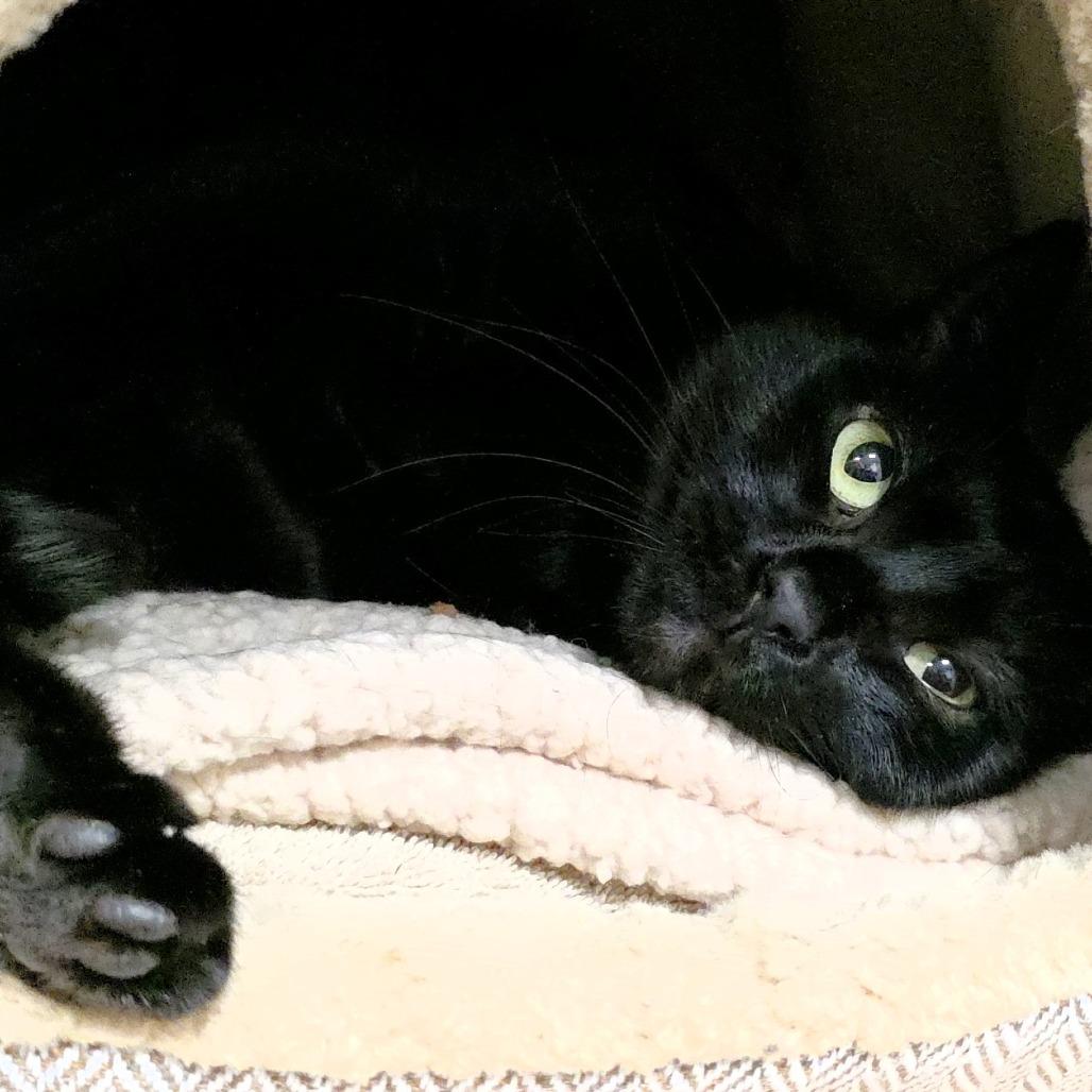 Lucy, a Adoptable Domestic Short Hair in Michigan City, IN image 1/4