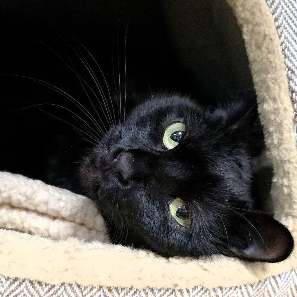 Lucy, a Adoptable Domestic Short Hair in Michigan City, IN image 4/4