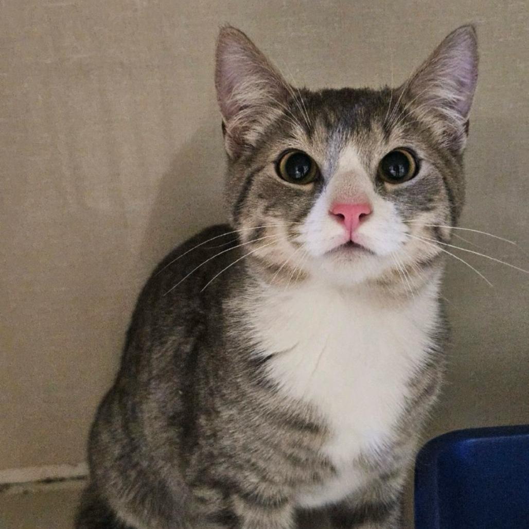 Enlarge Morty, a Adoptable Domestic Short Hair in Conway, NH image 1/1