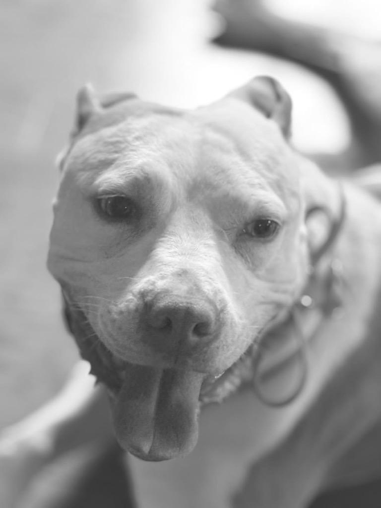 Josie, Adoptable, Adult Female Pit Bull Terrier.