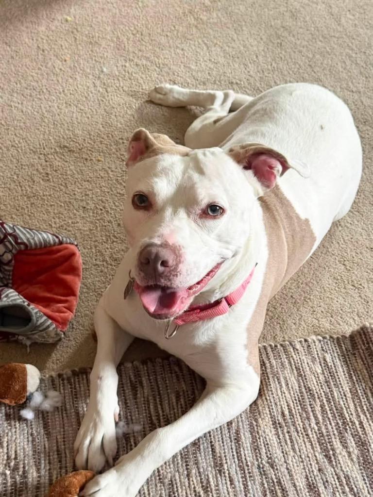 Enlarge Josie, a Adoptable Pit Bull Terrier in Charlotte, MI image 2/6
