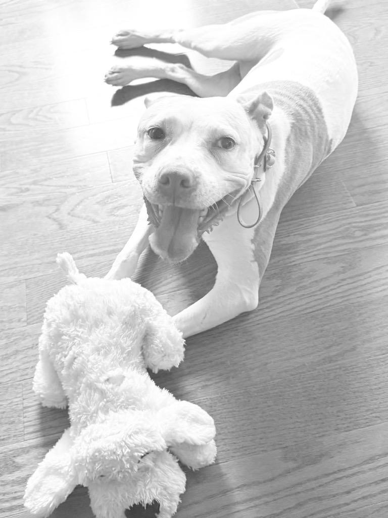 Enlarge Josie, a Adoptable Pit Bull Terrier in Charlotte, MI image 3/6
