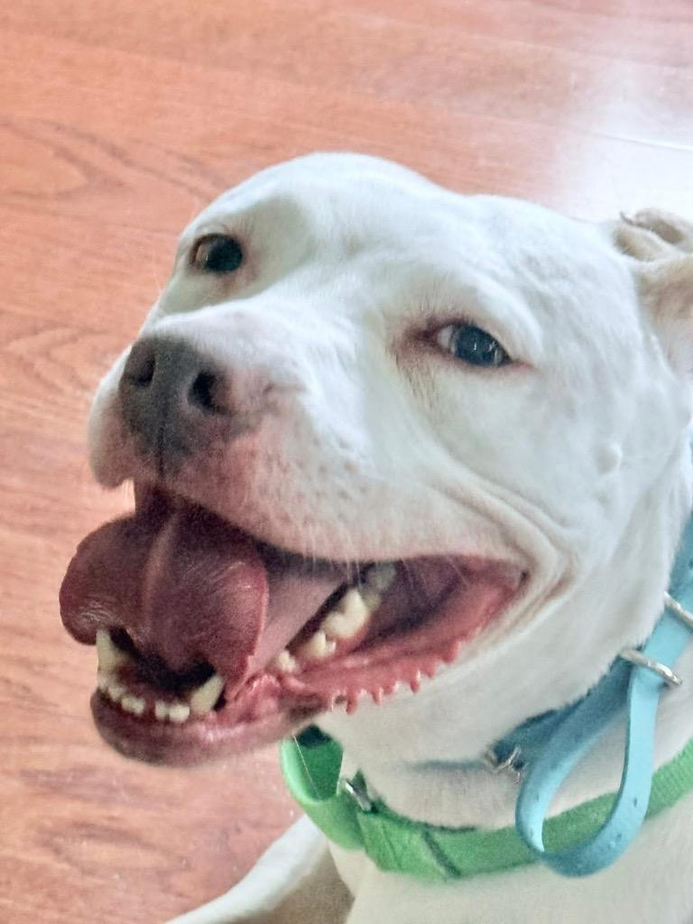 Enlarge Josie, a Adoptable Pit Bull Terrier in Charlotte, MI image 5/6