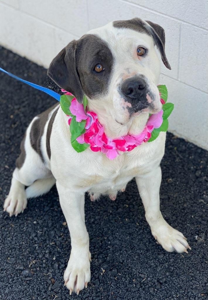 Enlarge Beth, a ADOPTABLE mixed breed in Colusa, CA image 2/6