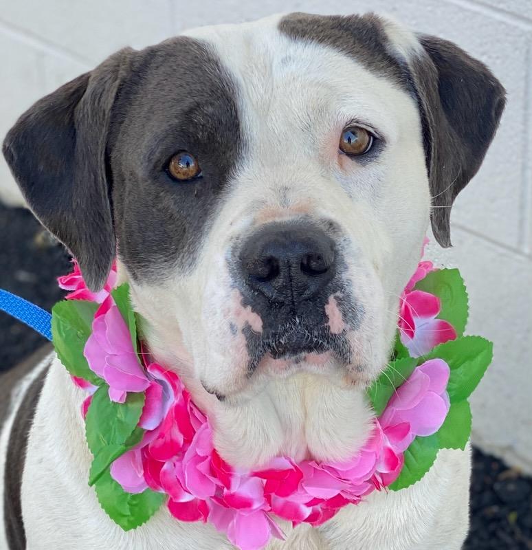 Enlarge Beth, a ADOPTABLE mixed breed in Colusa, CA image 3/6