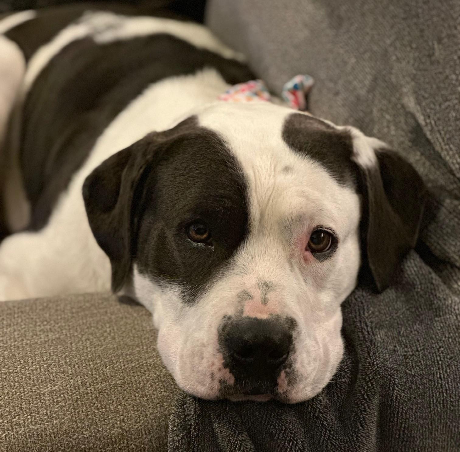 Enlarge Beth, a ADOPTABLE mixed breed in Colusa, CA image 5/6