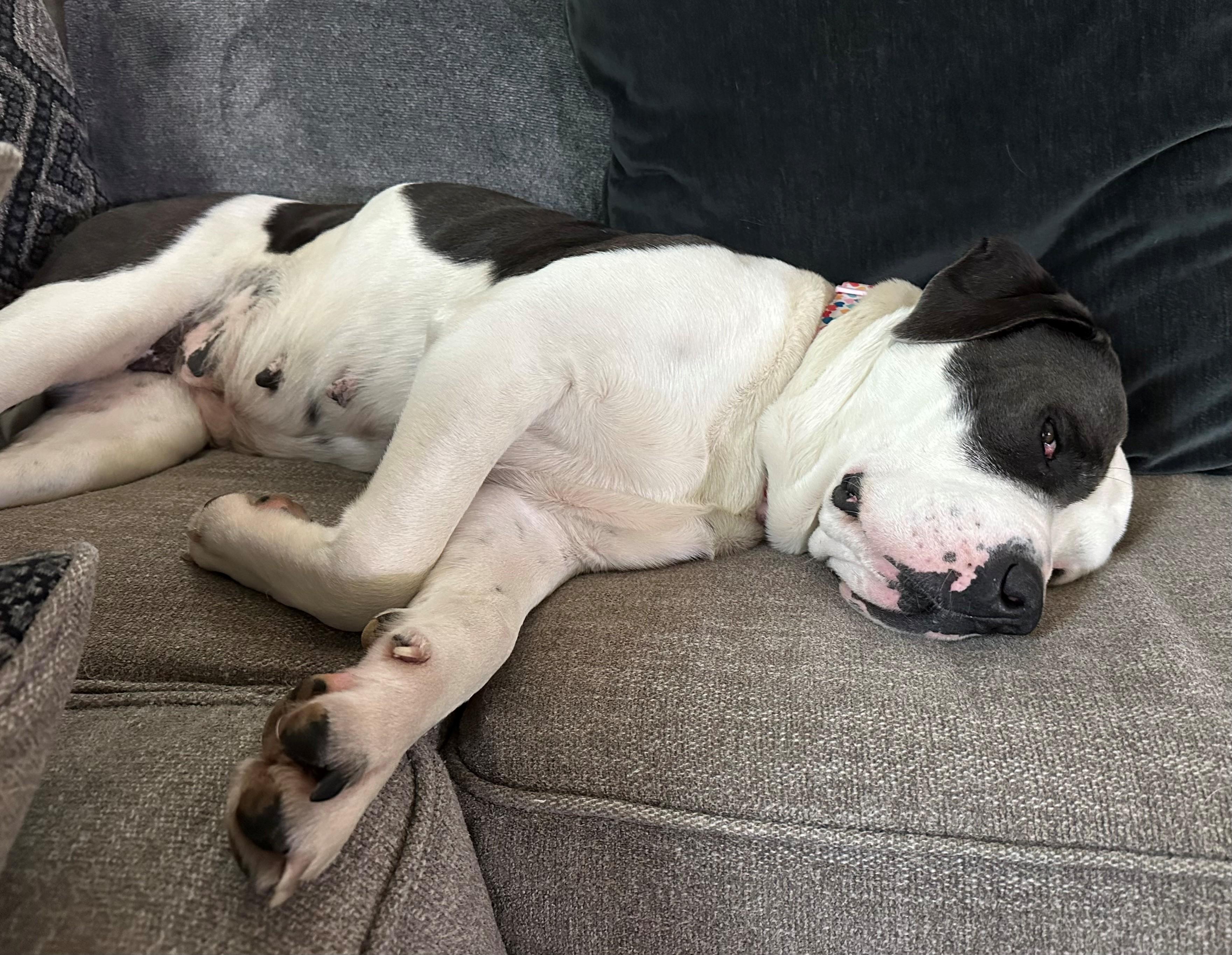 Enlarge Beth, a ADOPTABLE mixed breed in Colusa, CA image 6/6