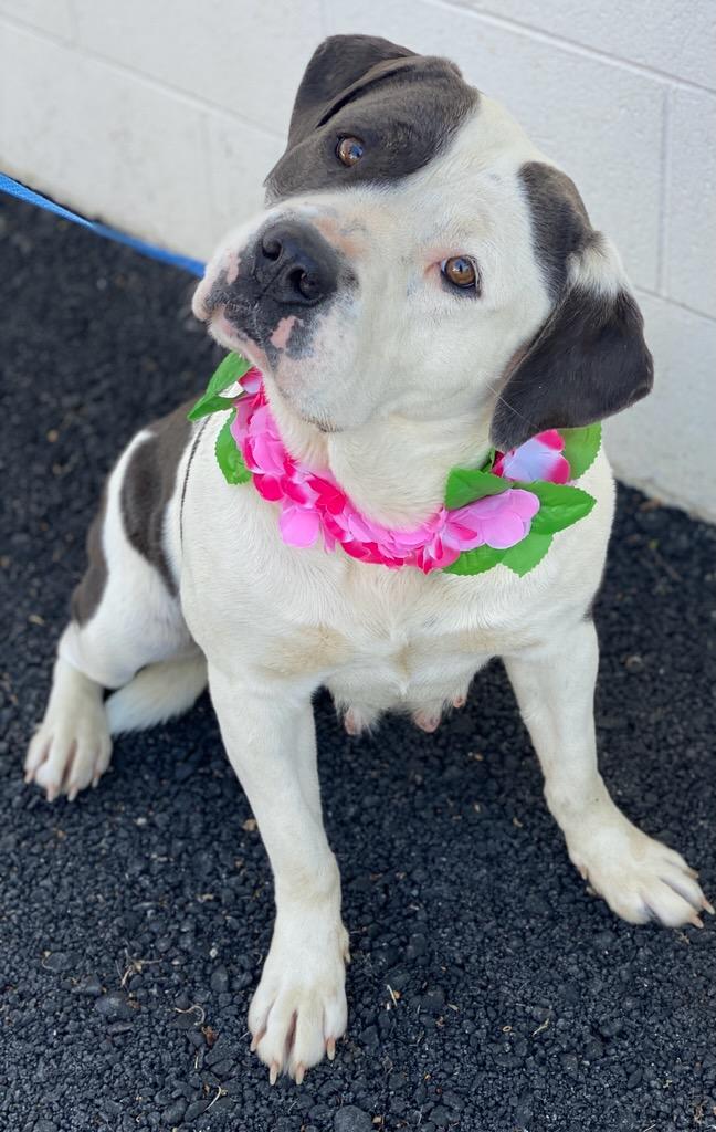 Enlarge Beth, a ADOPTABLE mixed breed in Colusa, CA image 4/6