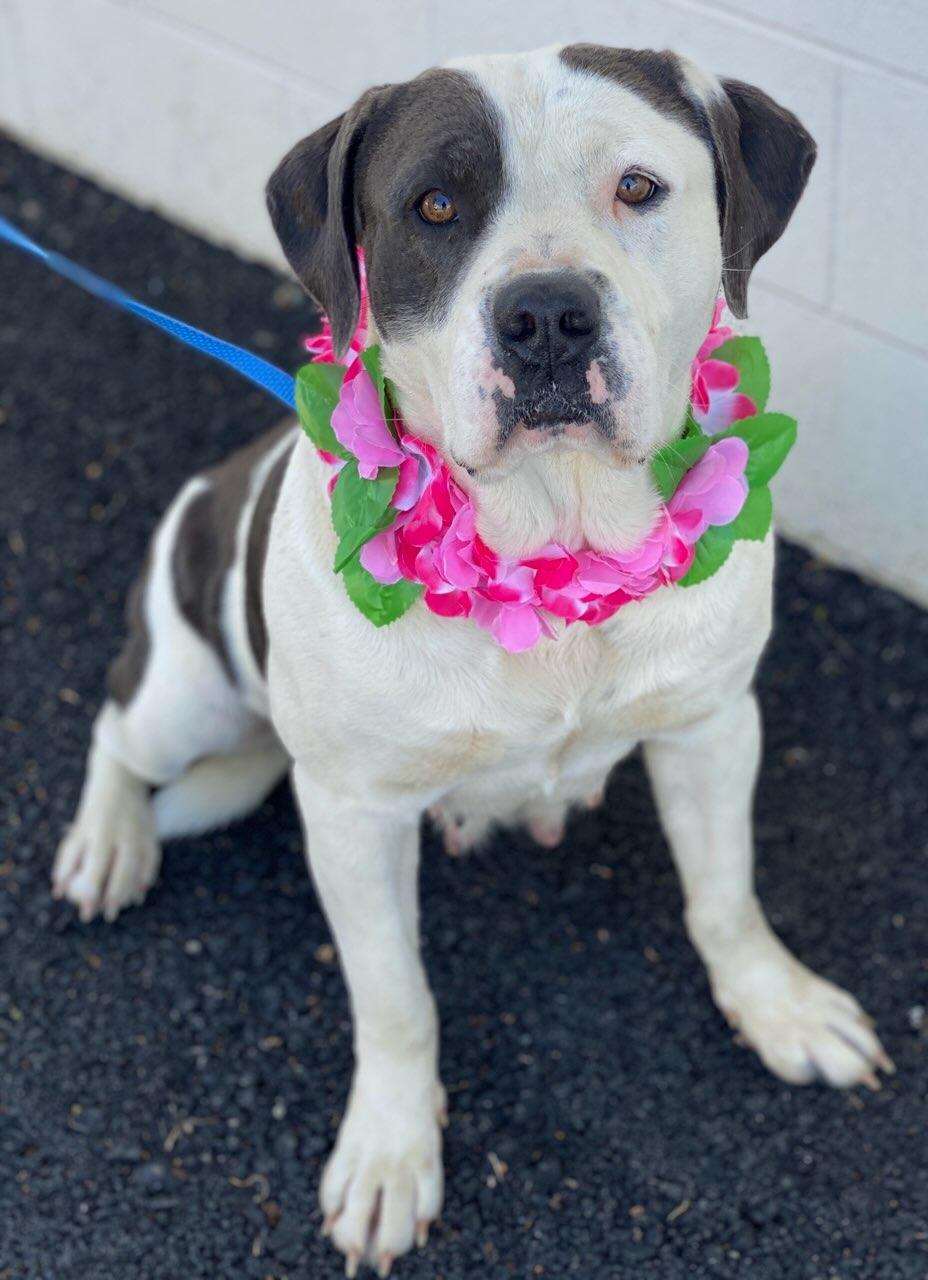 Enlarge Beth, a ADOPTABLE mixed breed in Colusa, CA image 1/6