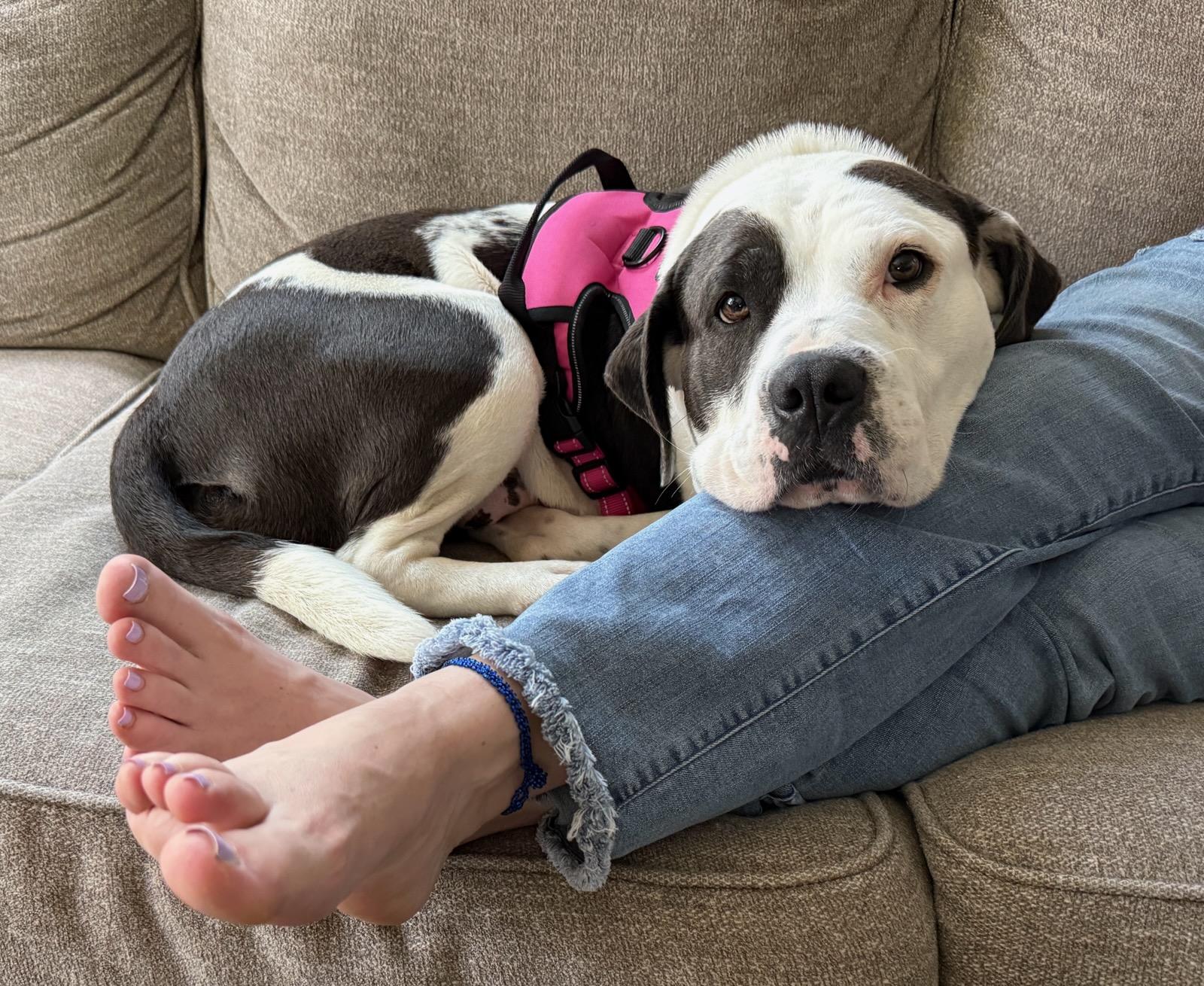 Beth, ADOPTABLE, Adult Female Saint Bernard & American Bulldog.