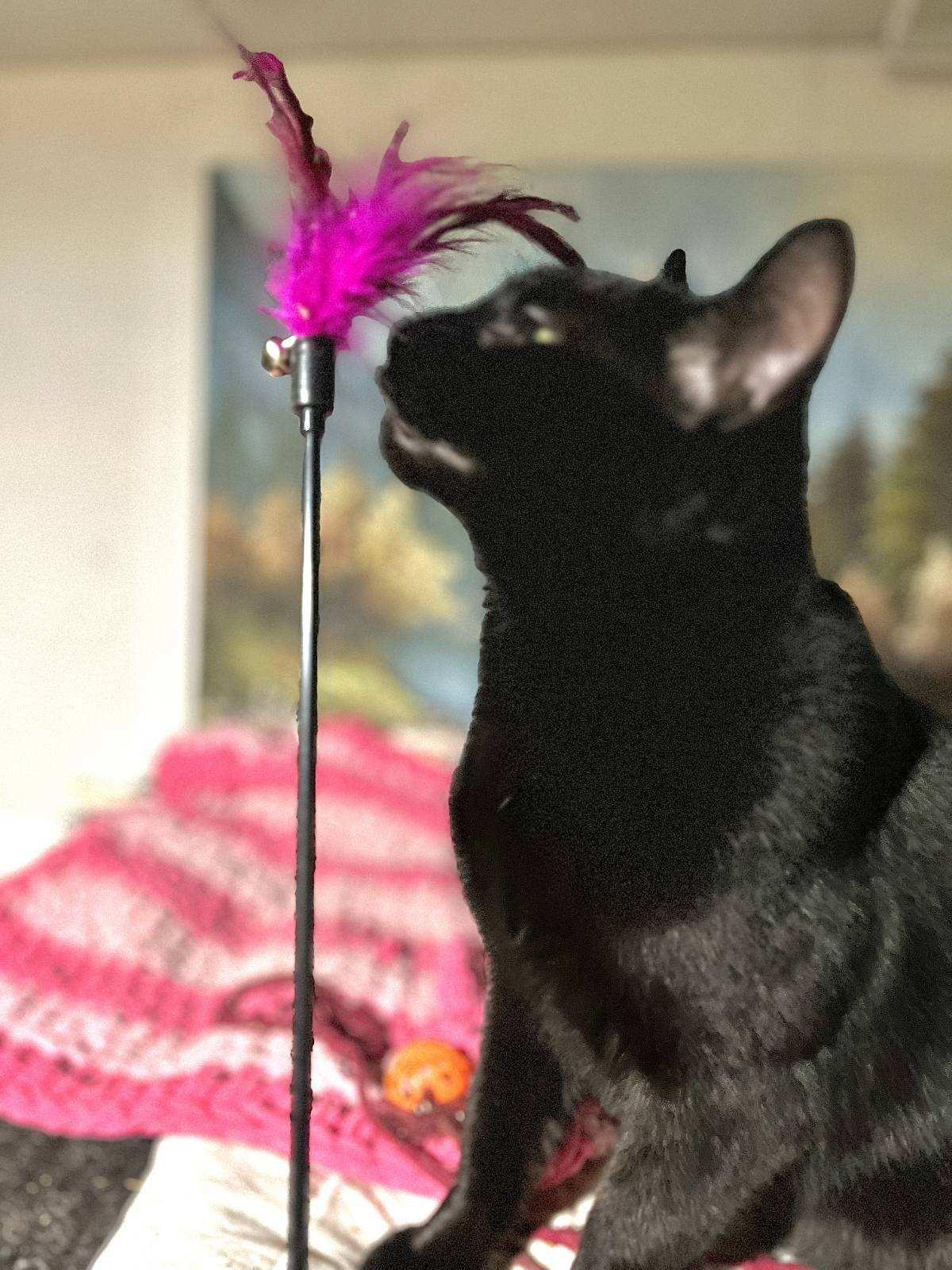 Enlarge Charles – Mellow Panther Kitty!, a Adoptable Domestic Short Hair in Bloomfield, NJ image 1/6