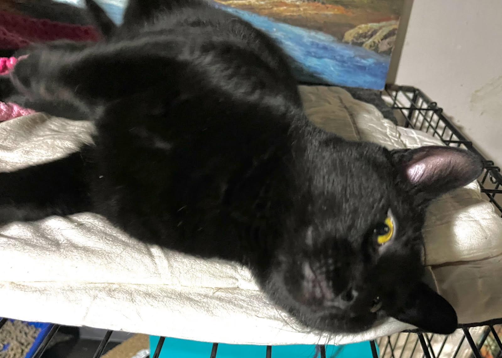 Enlarge Charles – Mellow Panther Kitty!, a Adoptable Domestic Short Hair in Bloomfield, NJ image 4/6