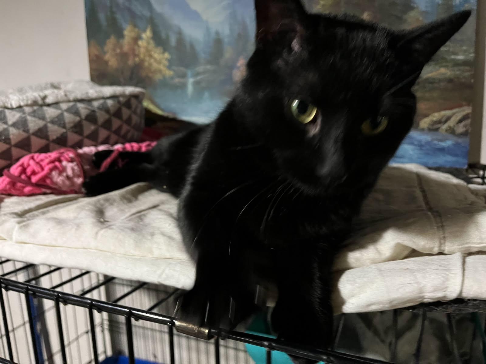 Enlarge Charles – Mellow Panther Kitty!, a Adoptable Domestic Short Hair in Bloomfield, NJ image 6/6