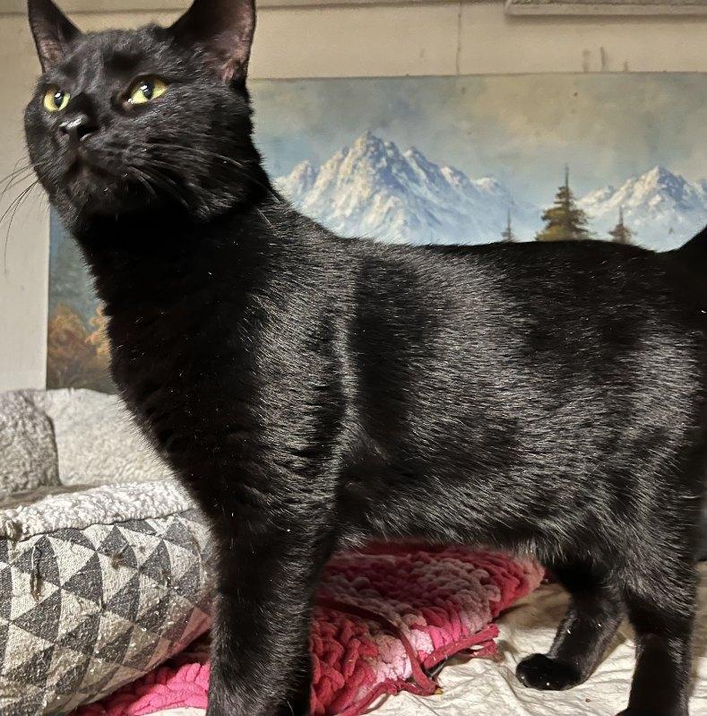 Enlarge Charles – Mellow Panther Kitty!, a Adoptable Domestic Short Hair in Bloomfield, NJ image 3/6