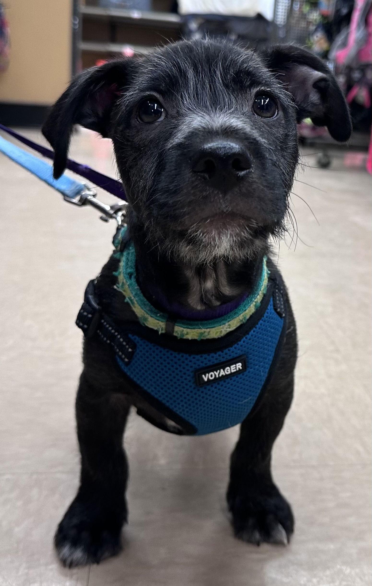 Enlarge Bayou CA, a Adopted mixed breed in Hillside, IL image 1/3