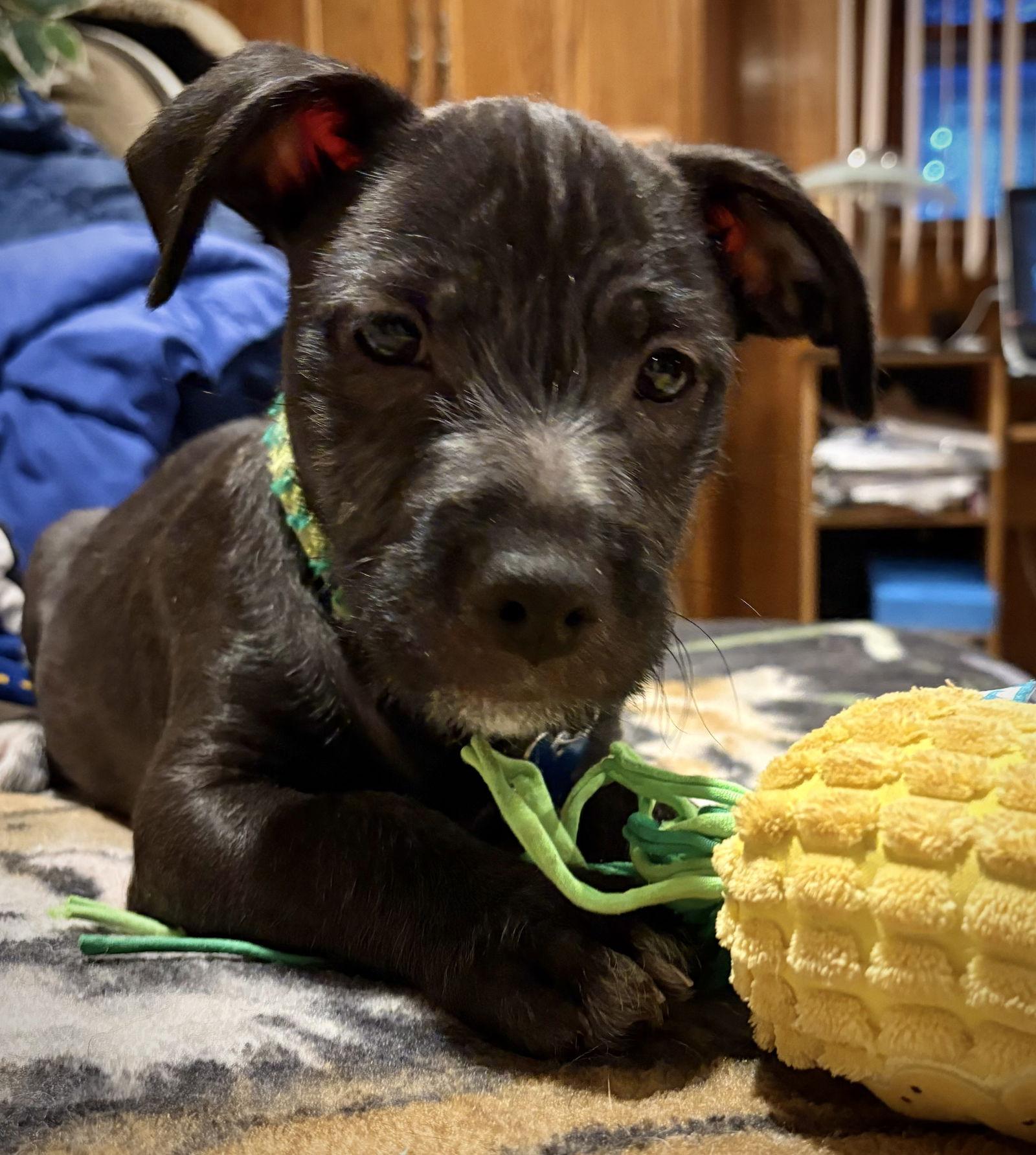Enlarge Bayou CA, a Adopted mixed breed in Hillside, IL image 2/3