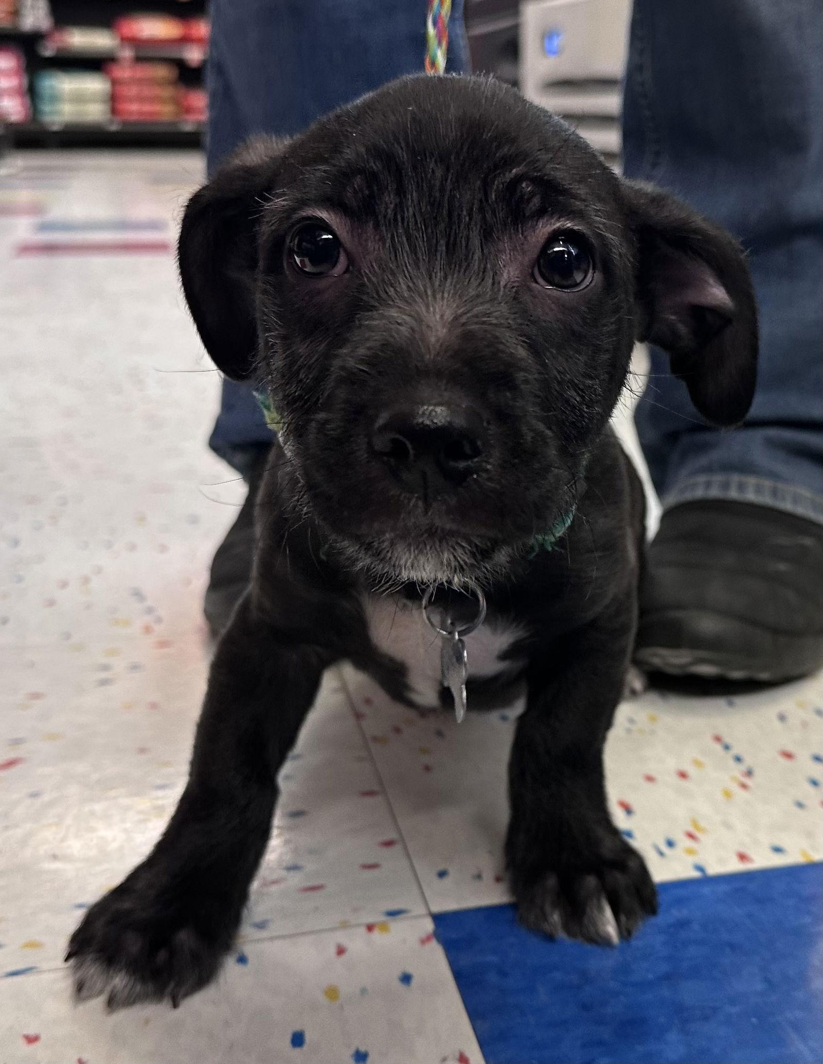 Bayou CA, Adoptable, Puppy Male Wire Fox Terrier & Labrador Retriever.